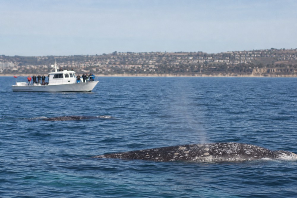 Gray whales and calm winter ocean off San Diego, late-morning light