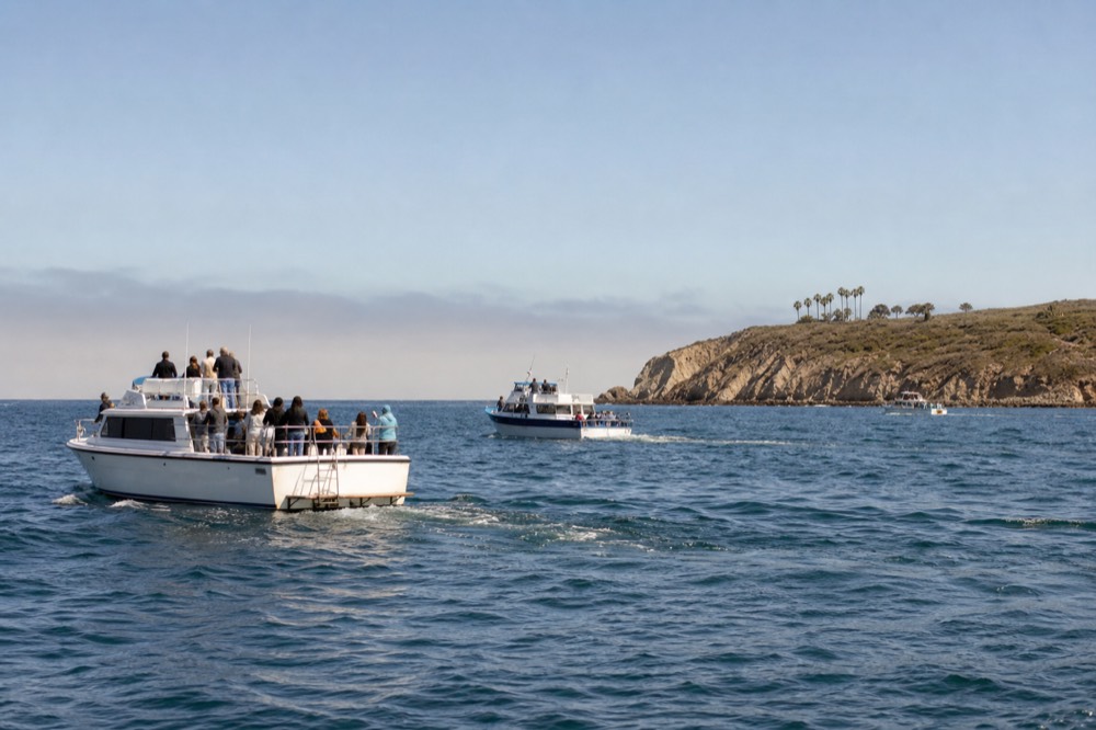 Different whale watching boats on the water off Point Loma, late-morning light