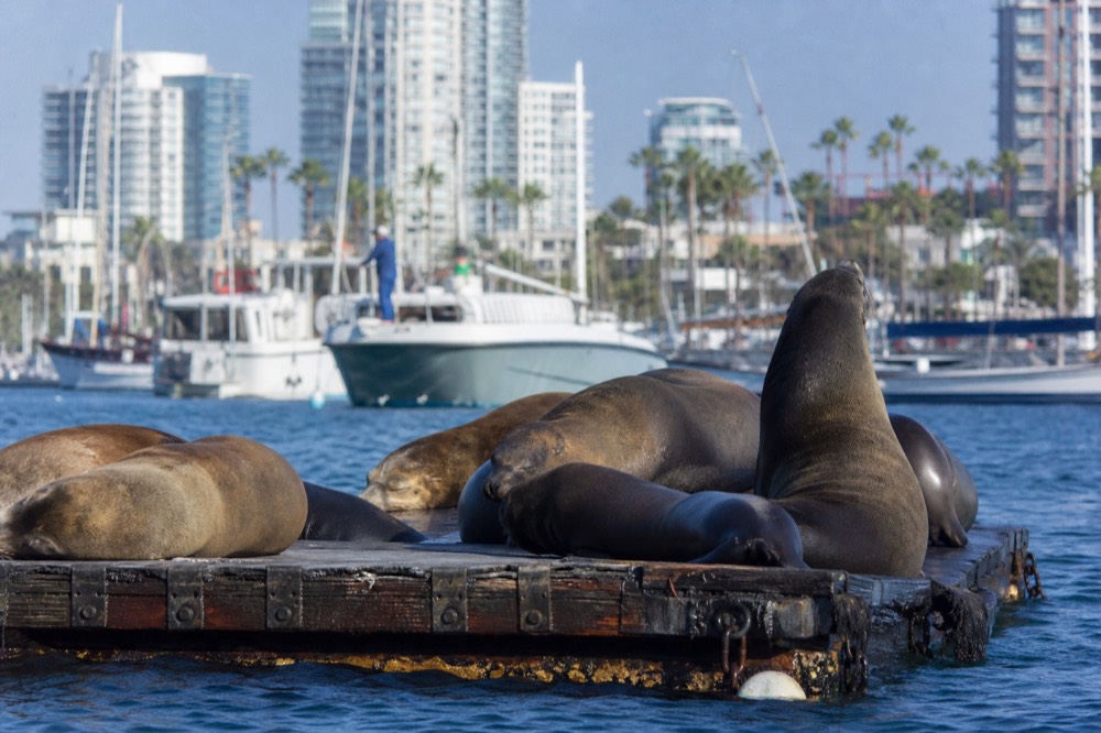 Sea lions hauled out on a low barge in San Diego Bay with the downtown towers behind, a common sight from the harbor cruise route