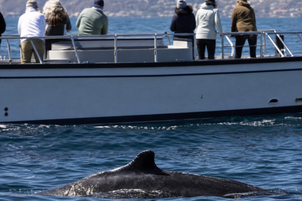 A whale watching boat and marine wildlife off the San Diego coast, shallow depth of field, textures sharp